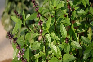 41-amazing-benefits-of-tulsi-basil-for-skin-hair-and-health-a-must-use-herb