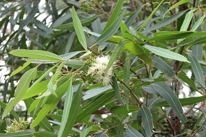 Eucalyptus_curtisii.jpg